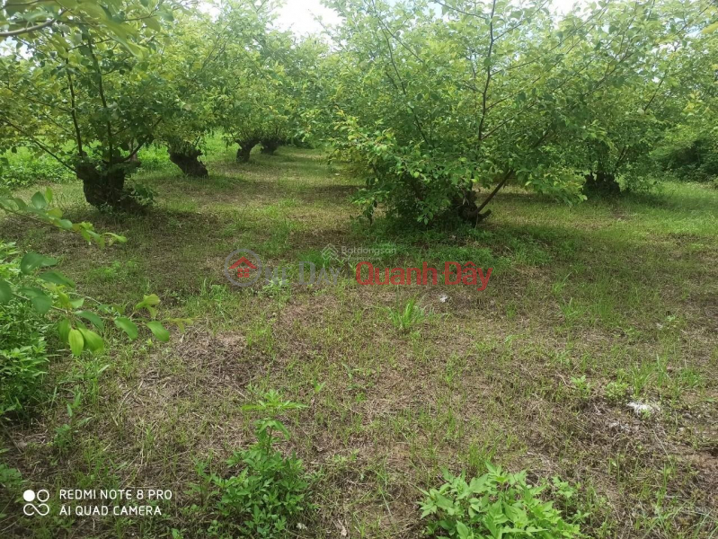 ₫ 3.6 Billion | FOR QUICK SALE Beautiful Lot 03 At TDP Bien Hoa, Bang La Ward, Do Son, Hai Phong