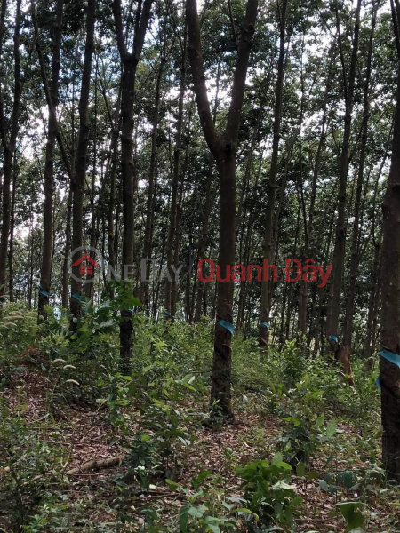 ₫ 2,6 tỷ, CHÍNH CHỦ CẦN BÁN GẤP lô đất tại xã Trúc Sơn - huyện Cư Jút - tỉnh Đắk Nông