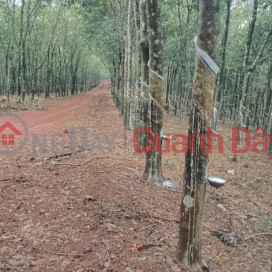 320 hectares of land with strong revenue potential seeking investors.<br \/> The actual area is 320 hectares.<br \/> There are 100 _0