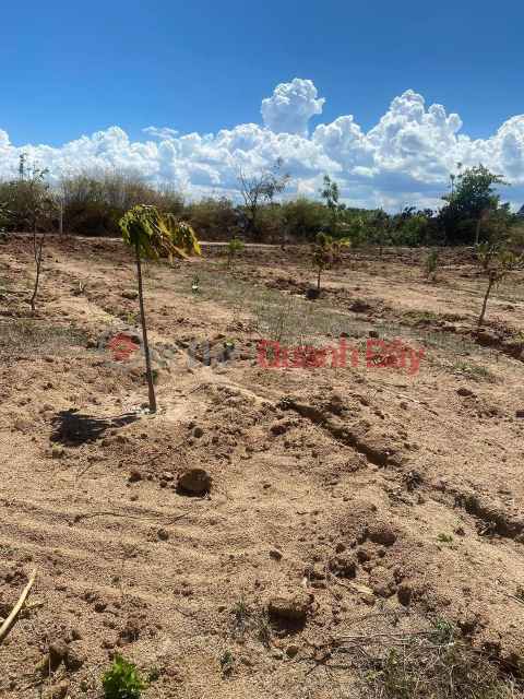 BEAUTIFUL LAND - GOOD PRICE - Land Lot For Sale In Quang Son Ninh Son Commune, Ninh Thuan _0