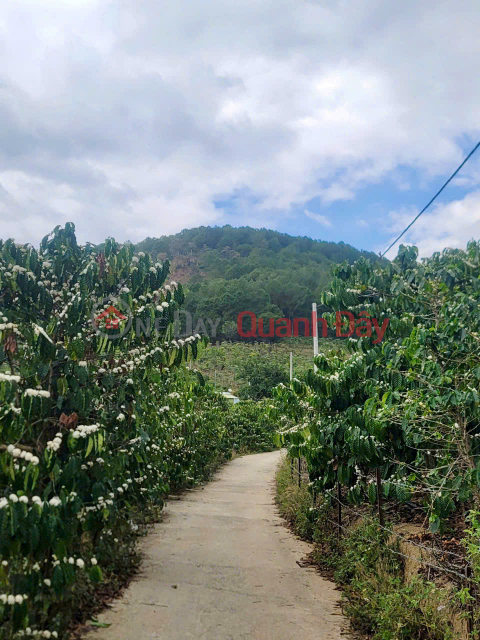 CẦN BÁN 6525M ĐẤT SỔ RIÊNG TÀ NUNG ĐÀ LẠT - giá chỉ 6 tỷ _0