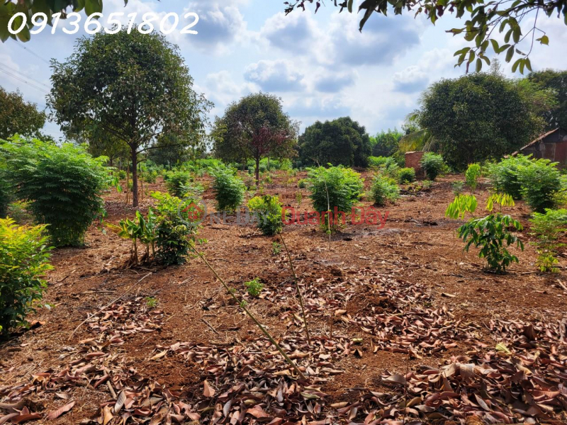 Property Search Vietnam | OneDay | Residential, Sales Listings | The family has urgent work and needs to sell a plot of land for growing perennial crops - an area of more than 19,593 square meters