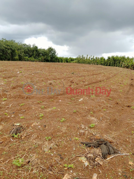 OWNER Urgently Needs To Sell Land Plot Prime Location In Bu Dop District, Binh Phuoc Sales Listings