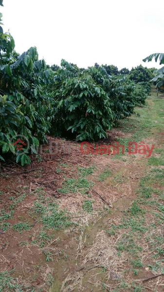 ĐẤT ĐẸP – GIÁ ĐẦU TƯ - CẦN BÁN LÔ ĐẤT RẪY SẦU TẠI Tại thôn Quảng Bình, xã Kiến Đức, Đăk Nông, Việt Nam | Bán, đ 6,5 tỷ