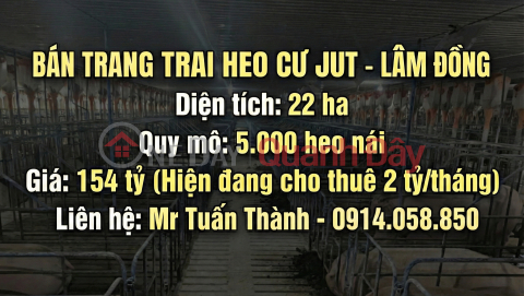 22-hectare Pig Farm Generates 2 Billion VND in Profit per Month _0