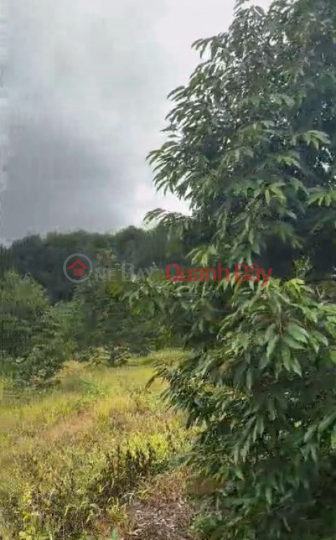 10 hectares of 4-year-old Thai durian trees - Dak Doa, Gia Lai - 2,000 trees, flat red soil - price 40 billion VND _0