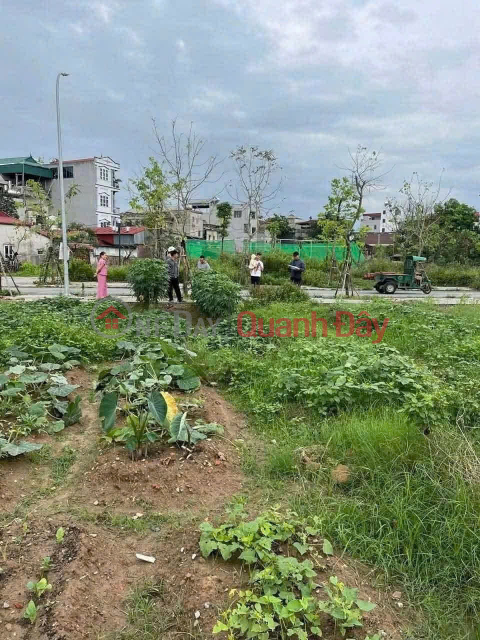 Cheapest in Thu Lam resettlement area, Dong Anh - Prime location - Family needs capital so selling urgently. _0
