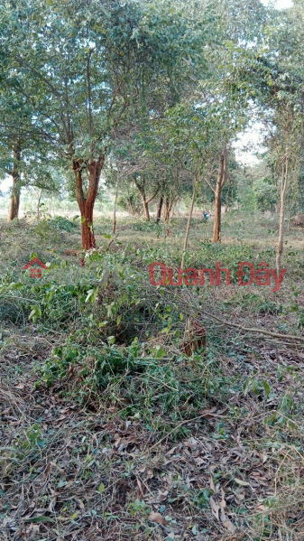 đ 20.25 Billion, Land for sale in front of main road in Phuoc Binh commune. Long Thanh. Dong Nai . Near Phuoc Binh 1 and 2 Industrial Parks.