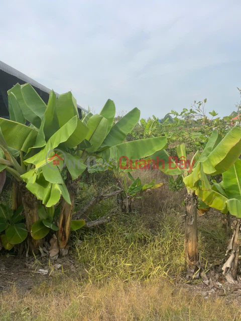 OWNER Needs to Quickly Sell Residential Land in Hau Nghia Town, Duc Hoa, Long An _0