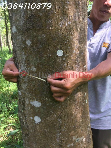 140HA OF Agarwood, Agarwood Slices, 21 YEARS OF RED SUNRISE, Dak LAK, 150 BILLION Sales Listings