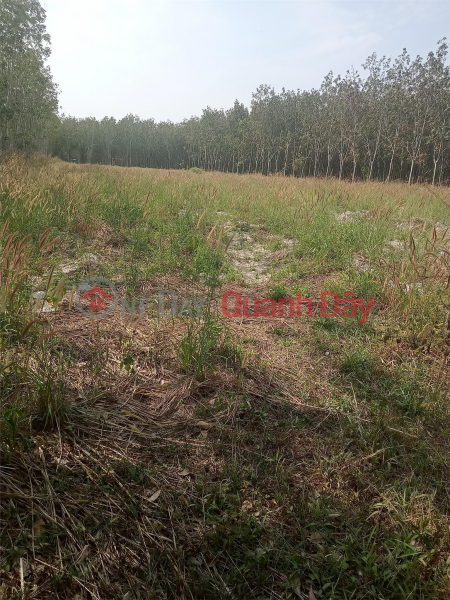 OWNER NEEDS TO SELL LAND LOT - SUPER CHEAP PRICE In Chon Thanh, Binh Phuoc Vietnam, Sales | ₫ 3.2 Billion