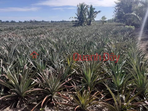 OWNER Needs to Sell Land Lot, Nice Location, Vinh Phuoc A Commune, Go Quao District, KIEN GIANG _0