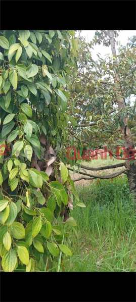 đ 440 Million Family needs to sell garden land 12,588m2 frontage concrete road 283m Phuoc Tien, Bac Ai Ninh Thuan. Price 440 million.