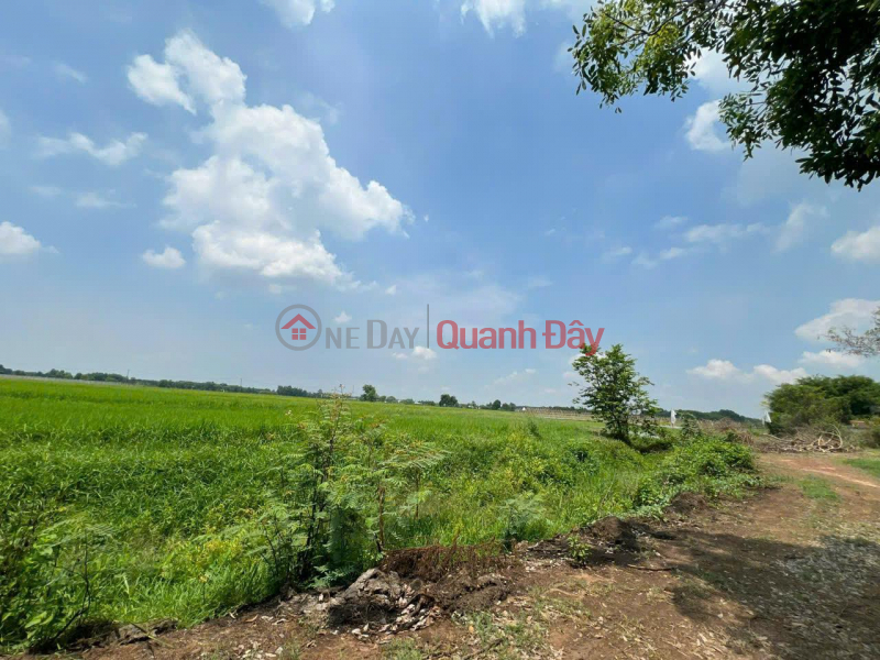 Owner needs to quickly sell beautiful land - good price in Thai My commune, Cu Chi, HCM, Vietnam, Sales đ 8.4 Billion