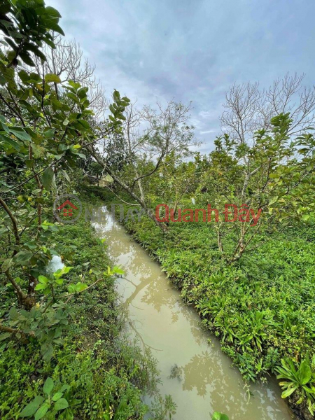 OWNER QUICK SELLING LOT OF LAND Beautiful Location In Cai Lay Town, Tien Giang Province, Vietnam, Sales, ₫ 850 Million