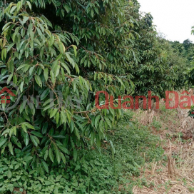 ĐẤT ĐẸP – GIÁ ĐẦU TƯ - CẦN BÁN LÔ ĐẤT RẪY SẦU TẠI Tại thôn Quảng Bình, xã Kiến Đức, Đăk Nông _0