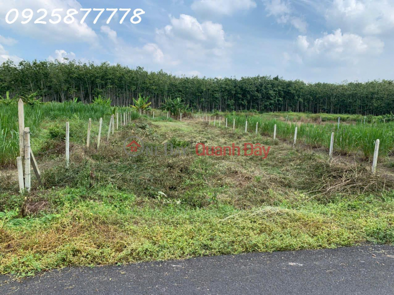 Property Search Vietnam | OneDay | Nhà ở Niêm yết bán | Chính chủ cần bán miếng đất mặt tiền đường nhựa Xã An Nhơn Tây, TP. Hồ Chí Minh