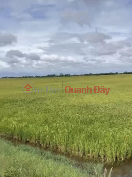 ADJUSTABLE LAND - BEAUTIFUL SQUARE LAND - For Sale By Owner In Tan Tay Commune, Thanh Hoa - Long An Sales Listings