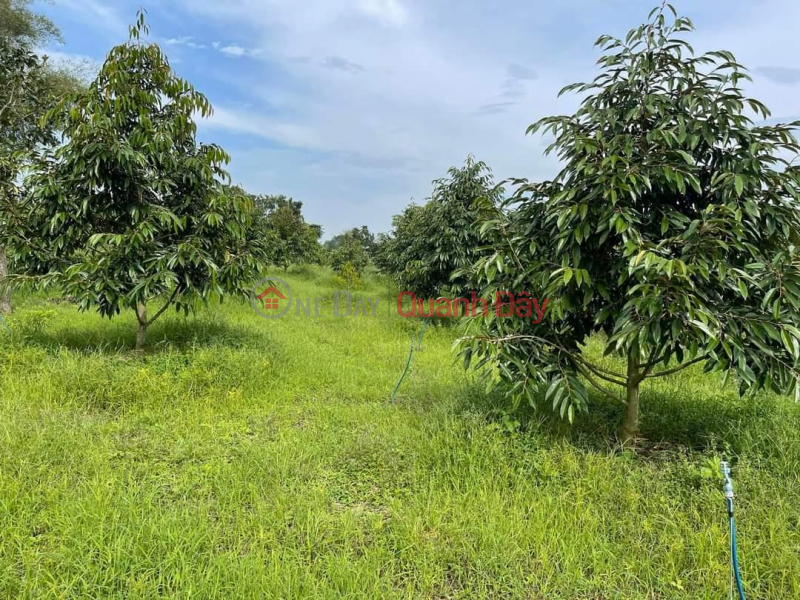 OWNER Needs to Sell Durian Planting Land - In Village 11, Hoa Nam, Di Linh, Lam Dong, Vietnam Sales, ₫ 8 Billion