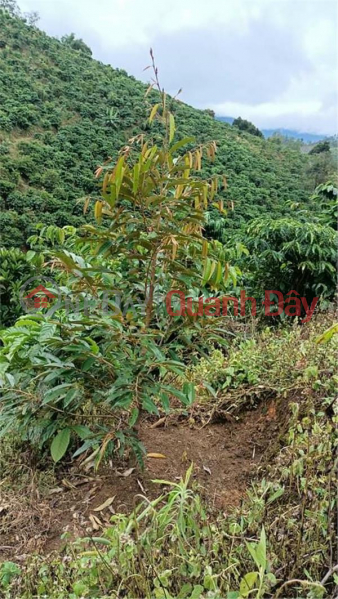 BEAUTIFUL LAND - GOOD PRICE - Garden Plot For Sale Prime Location In Dam Rong District, Lam Dong, Vietnam, Sales đ 2.4 Billion