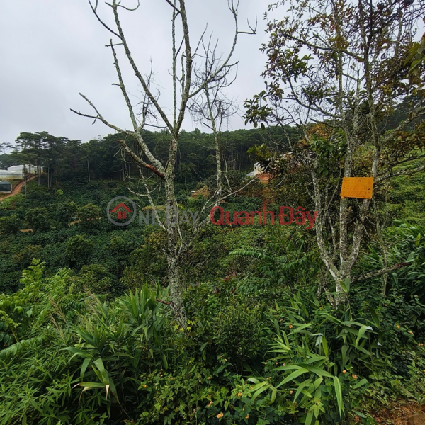 đ 15 Billion, BEAUTIFUL LAND - GARDEN LOT FOR SALE IN Tuy Son village, Xuan Tho commune, Da Lat city, Lam Dong