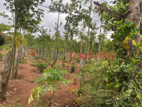 OWNER NEEDS TO URGENTLY SELL A LOT OF LAND IN A BEAUTIFUL LOCATION IN Hamlet 2, Eakao Commune, Buon Ma Thuot, Dak Lak _0