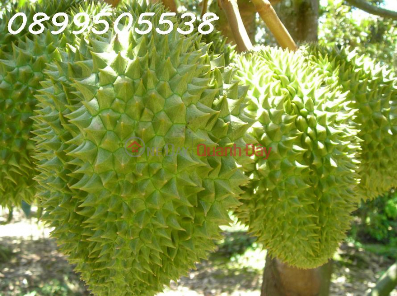 Durian garden for sale 17000m2 Phu Rieng Binh Phuoc Sales Listings