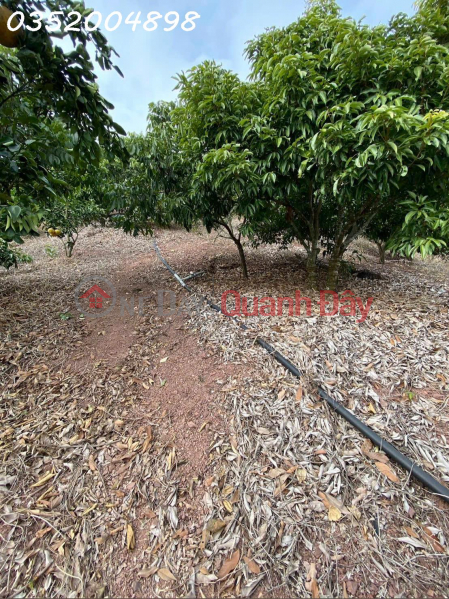 CẦN BÁN 1,6HA ĐẤT TRỒNG CÂY LÂU NĂM – VIEW ĐẸP, GIÁ TỐT!, Việt Nam | Bán đ 1,9 tỷ