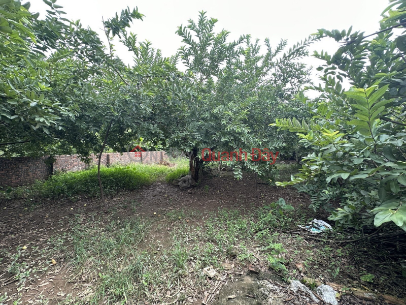 For sale 400m of LAND, 13m of Xuan Block, Doc Lap Lane], Long Bien, price 20 BILLION, suitable to build a garden villa Sales Listings