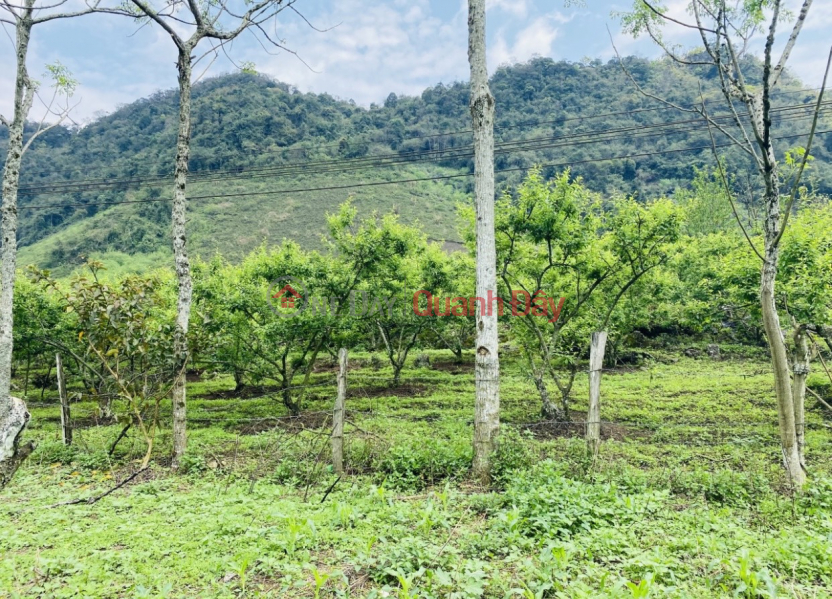 The owner sells land with a total area of 5300m2 in Ban Thong Cuong, Moc Chau, Son La | Vietnam, Sales đ 1.8 Billion