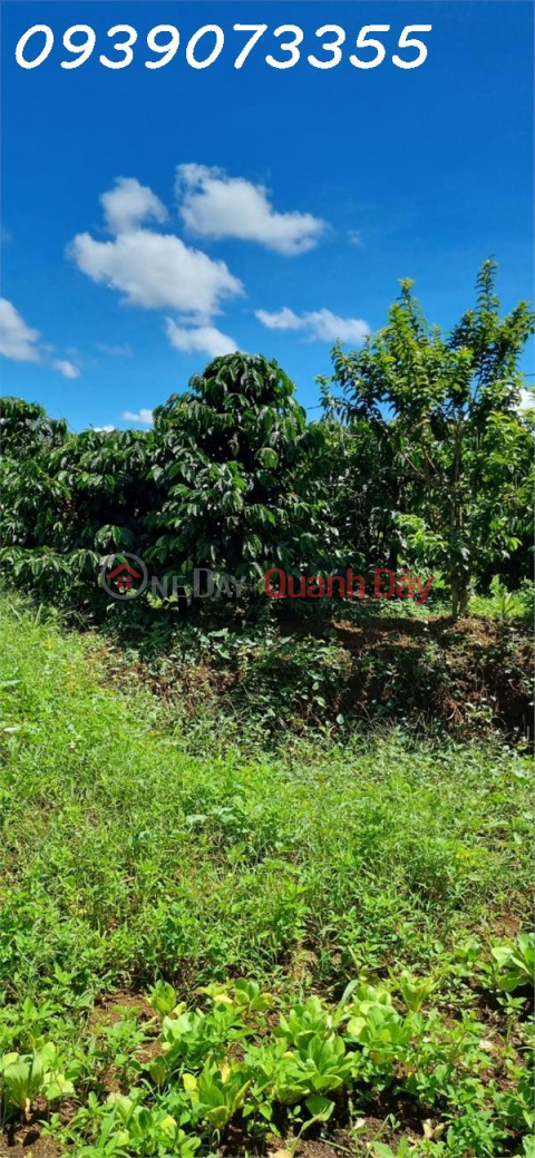 Selling field land with coffee, pepper, and other secondary crops in Nghia Thang Commune, Dak Nong _0