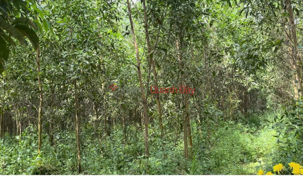 Chính Chủ Bán 10.800m2 Đất Nông Nghiệp Tại ẤP 6, An Viễn, Trảng Bom, Đồng Nai Việt Nam, Bán, đ 21 tỷ