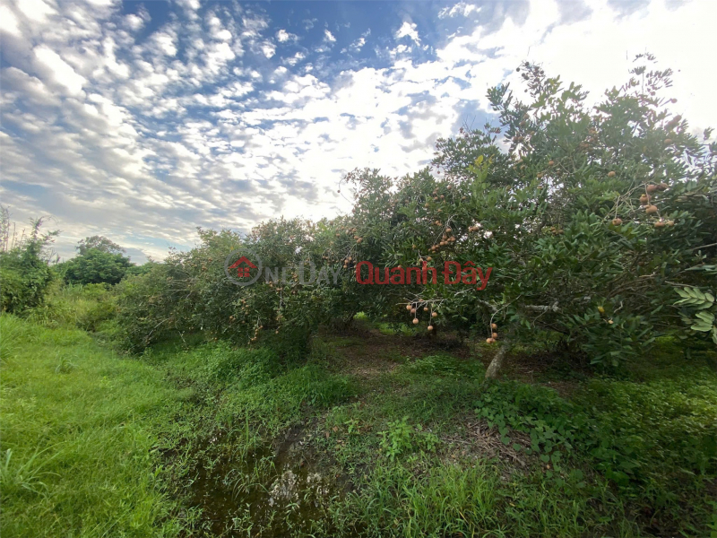 đ 2,1 tỷ | ĐẦU TƯ SINH LỜI – CHÍNH CHỦ CẦN BÁN ĐẤT Tại Xã Trường Đông, thị xã Hòa Thành, tỉnh Tây Ninh