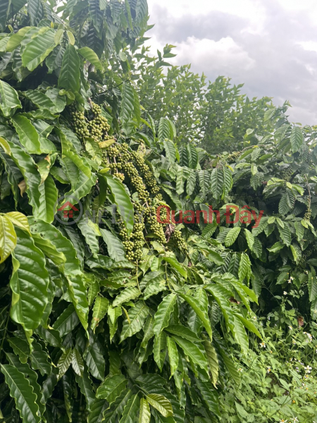 Không mua lô này thi mua lô nào nữa - Siêu vip sản phẩm f0 - Ai mua lời luôn Niêm yết bán