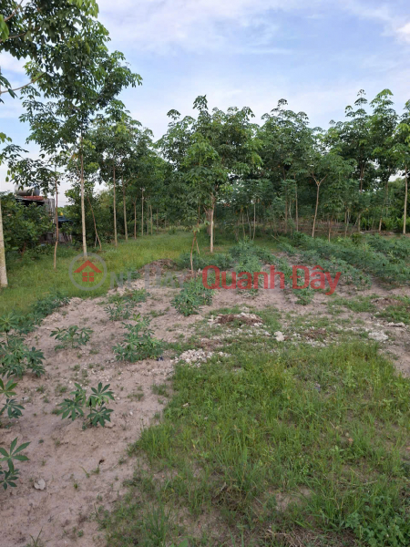 Sang nhượng đất mặt tiền đường Phạm Thị Quới, Xã Phú Mỹ Hưng, Huyện Củ Chi, TP.HCM Niêm yết bán