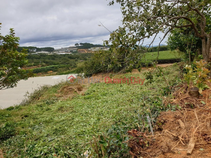 Property Search Vietnam | OneDay | Residential, Sales Listings | Beautiful Land - Good Price - Owner Needs to Sell Land Lot in Beautiful Location in Xuan Truong, Da Lat, Lam Dong