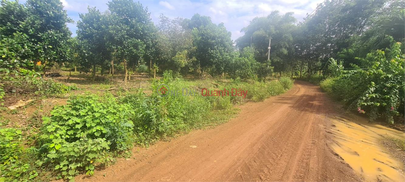 đ 5 Billion BEAUTIFUL LAND - GOOD PRICE Owner Selling 1 ha Land In Dong Tien Commune, Dong Phu, Binh Phuoc Province