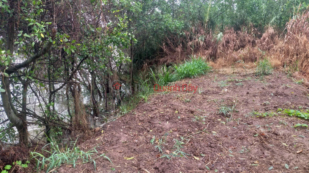 Owner Needs to Sell LAND Beautiful Location in Tan Thach Commune, Chau Thanh District, Ben Tre Sales Listings