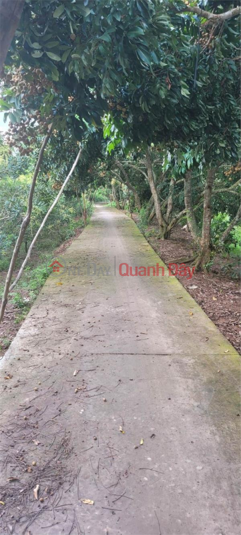 BEAUTIFUL LAND - GOOD PRICE - Land Lot For Sale Prime Location In Hoa Ninh Commune, Long Ho District, Vinh Long _0