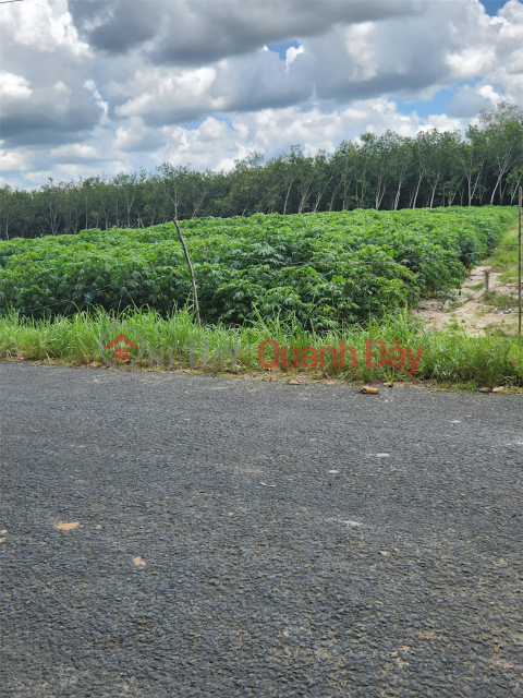BEAUTIFUL LAND - GOOD PRICE - Land Lot For Sale Prime Location In Tan Bien District, Tay Ninh _0
