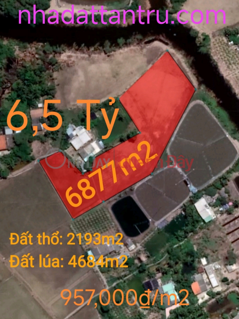 Bán gấp lô đất thổ lúa Tân Trụ gần Quốc Lộ 50B giá 6,5 tỷ _0