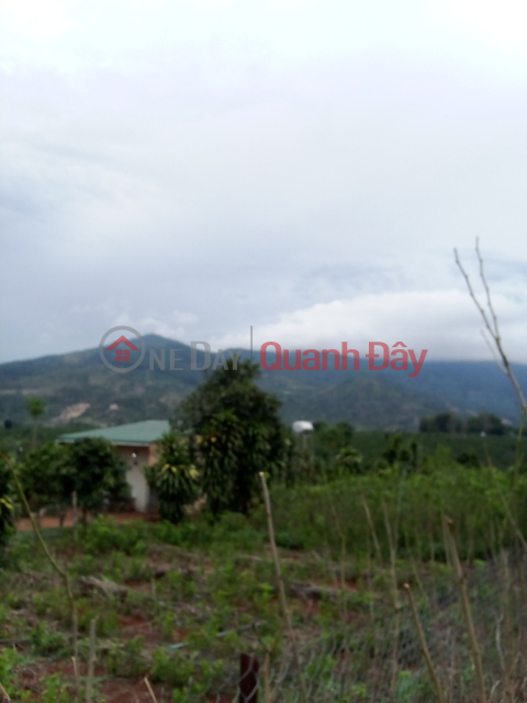 BEAUTIFUL LAND - GOOD PRICE - FOR URGENT LOT FOR SALE IN Dong Lac, Di Linh Town, Di Linh District, Lam Dong _0