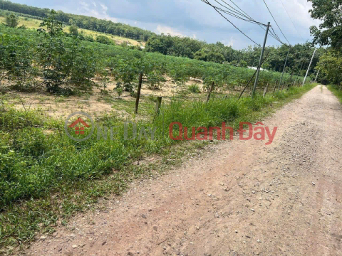 Land for Sale in Tan Hoa Hamlet, Long Hoa Commune, Dau Tieng District, Binh Duong Province _0