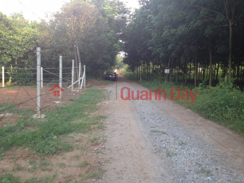 Land for sale with 2 street fronts at Vinh Hoa 70, Phu Giao, Binh Duong _0