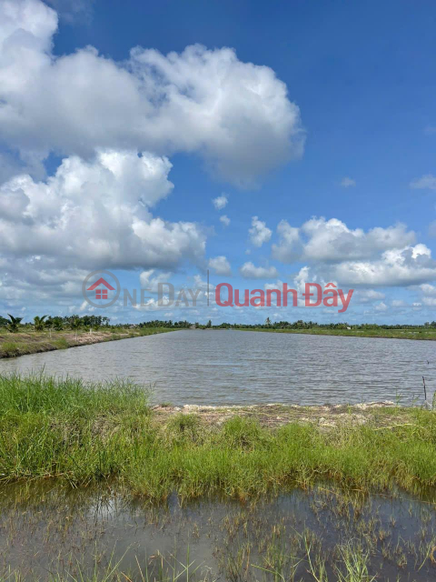 OWNER NEEDS TO SELL Rice Field Land Near Cai Lon Canal, Tac Cau, Kien Giang _0