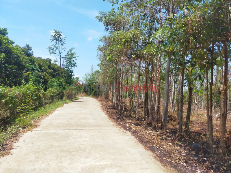 Selling at a loss of 1 pole of land 40m with concrete frontage behind the lake at Tan Phu Sales Listings