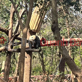 Bán (KNMGM-037843818)_0