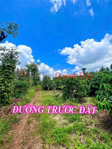 Property Search Vietnam | OneDay | Residential, Sales Listings Beautiful Land - Good Price - Owner Needs to Sell a Plot of Land in a Beautiful Location in Tam Giang Commune, Krong Nang, Dak Lak