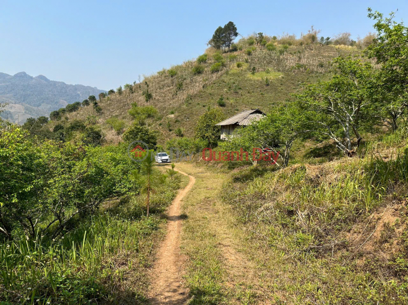 Property Search Vietnam | OneDay | Residential Sales Listings Plum hill land for sale in Moc Chau, area 3 hectares near tourist center, investment price.