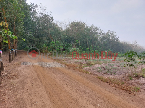 LAND FOR SALE IN TAN TIEN COMMUNE, DONG PHU DISTRICT - LOCATED NEAR INDUSTRIAL PARK _0